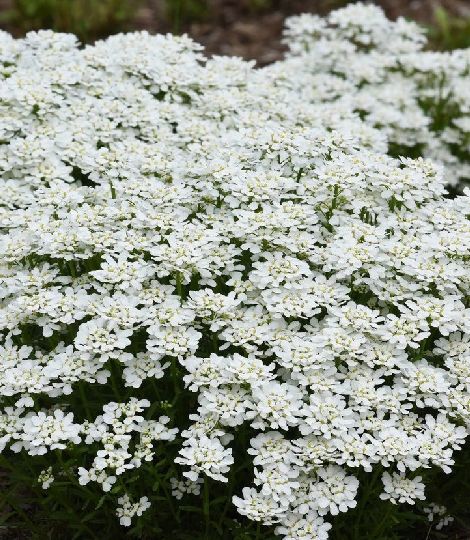 Iberis sempervirens "Snowflake"